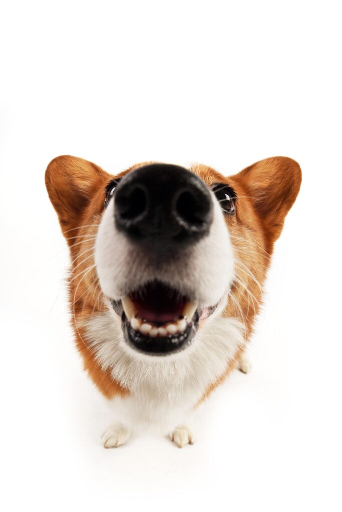 Chien heureux
